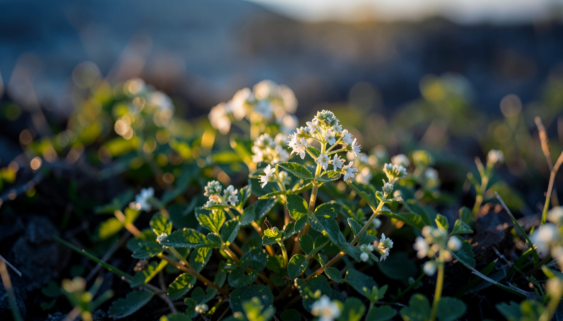 Low-growing coastal herb with tiny white flower clusters and divided green leaves
