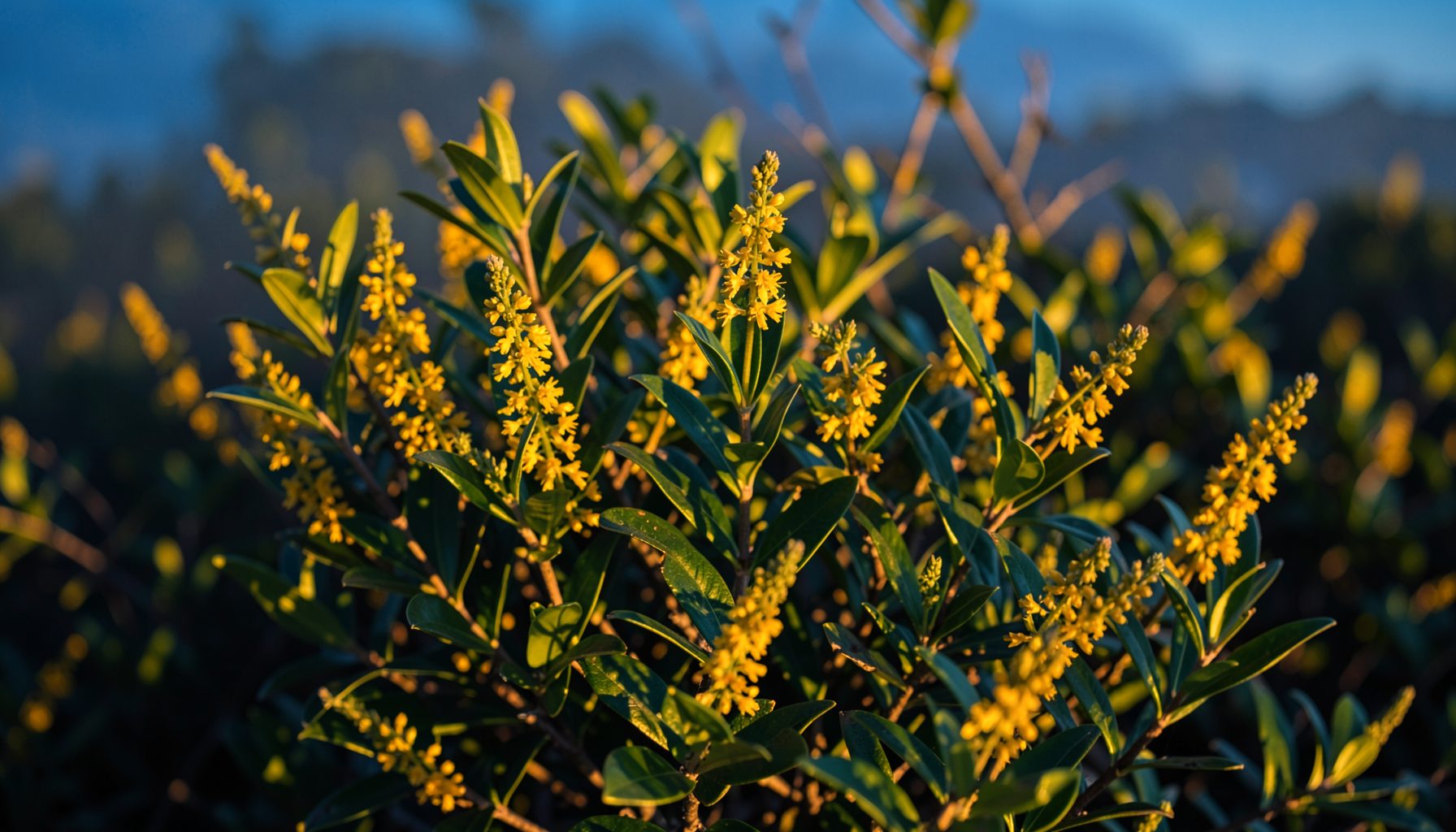 Coastal wattle with bright yellow flower spikes against glossy green foliage, warm golden light