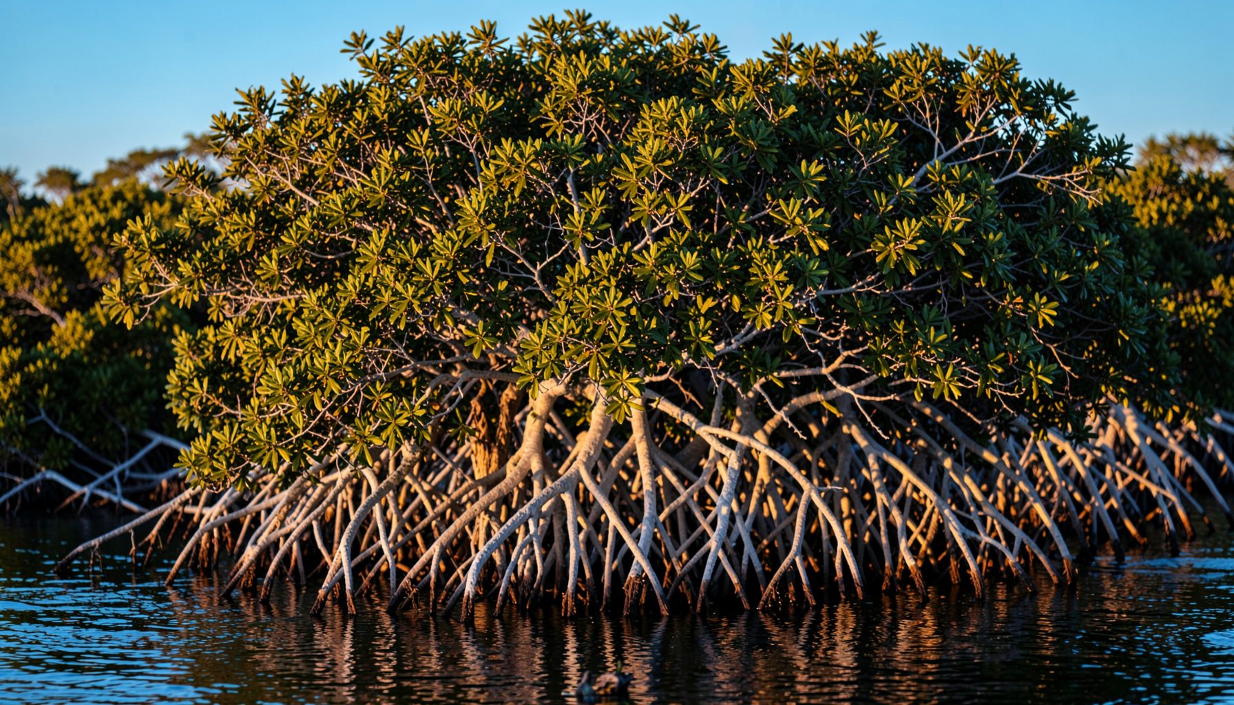 Grey mangrove with pale aerial roots and dense olive-green canopy, estuarine setting