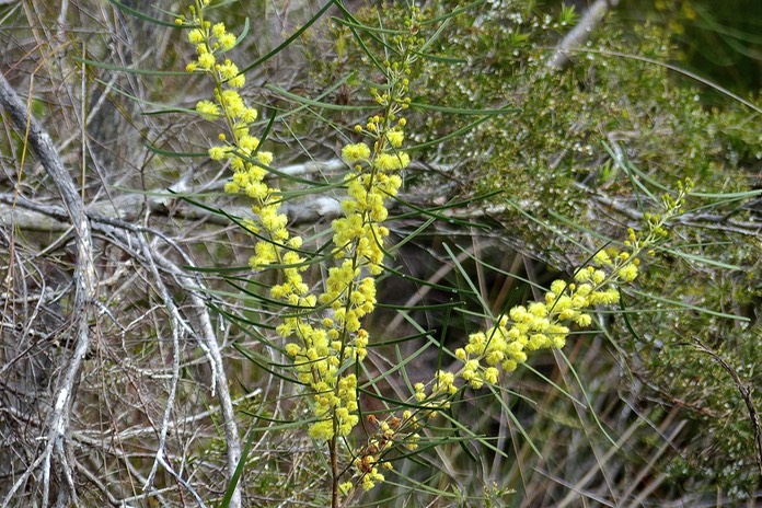 Bright yellow fluffy wattle-like flowers on green stems amid dry brush
