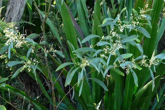 Cluster of small white cream flowers with long green leaves against dense green foliage