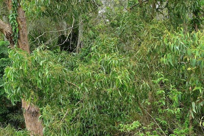 Dense green foliage of leafy tree branches with narrow leaves in a forest setting
