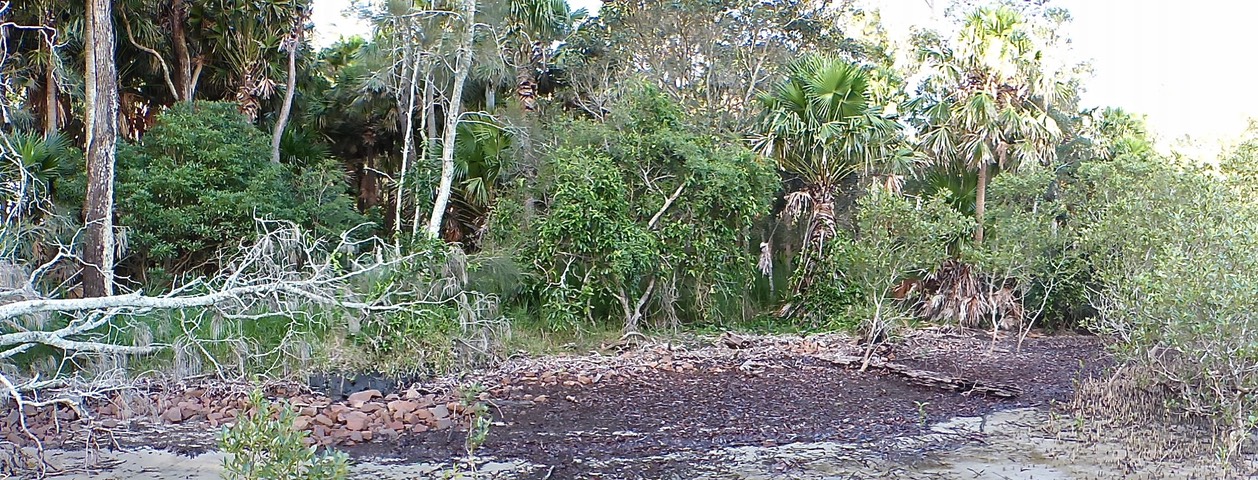 Forest edge scene with palm trees, fallen white branches, and rocky shoreline
