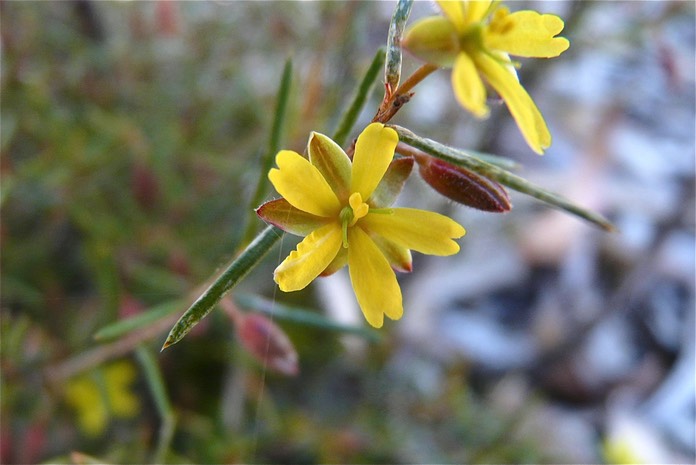 Close-up of small yellow star-shaped flowers on a thin green stem