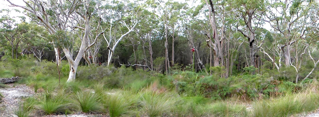 Eucalyptus woodland with pale slender trunks and tussock grasses, green and grey tones