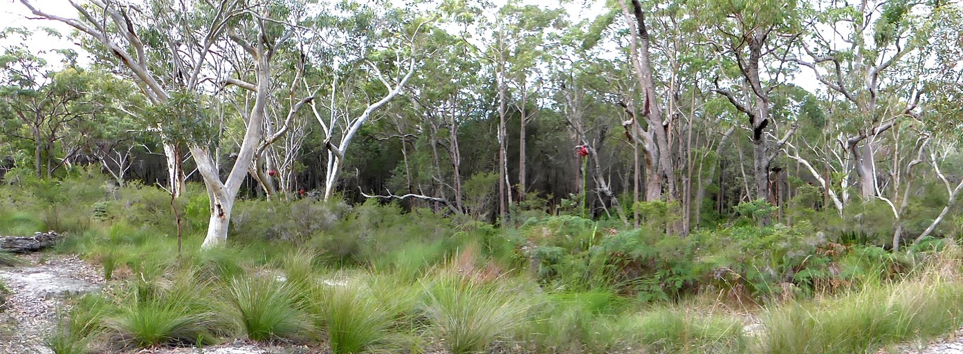Open eucalyptus woodland with pale trunked trees and grass tussocks in foreground, in calm green and white tones