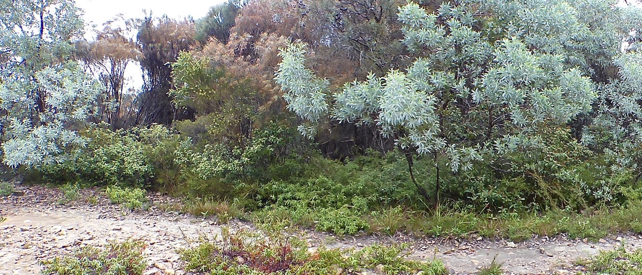 Shrubby bushland along a dirt track edge with silvery-green and dark green foliage