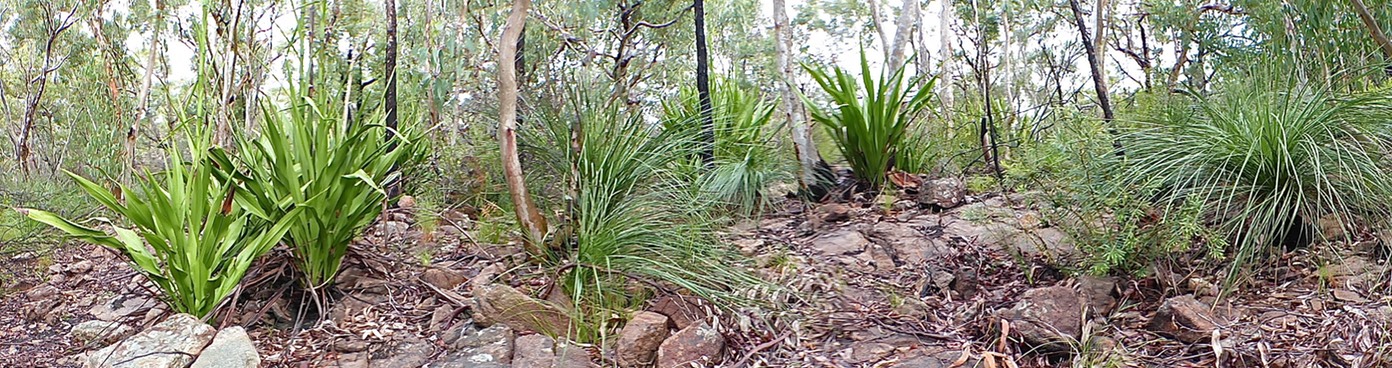 Rocky bushland path lined with grass trees and small shrubs, in green and brown tones, quiet natural setting